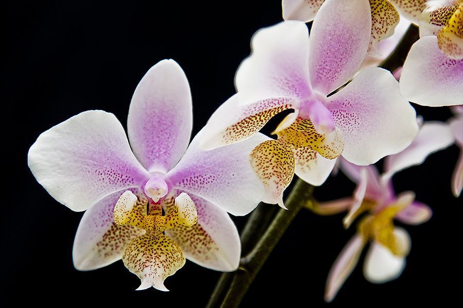 Phalaenopsis Philadelphia