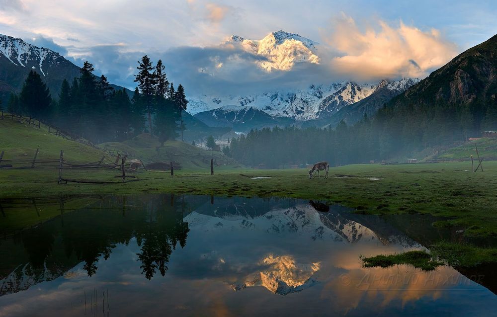 Сияющий Nango Parbat,,,,

Эта долина зовется Fairy Meadows (Луга Фей), здесь на высоте 3600 метров в полной безопасности и относительном комфорте нам посчастливилось пережить первые 4 дня Пакистанского Наводнения. А внизу бушующие потоки смывали все и всех на своем пути...
Первые три дня лил дождь, на четвертый выглянуло солнышко и над нами засияла четырехкилометровая стена Нанго Парбата (8126 м).
И мы приняли решение, что надо спускаться...