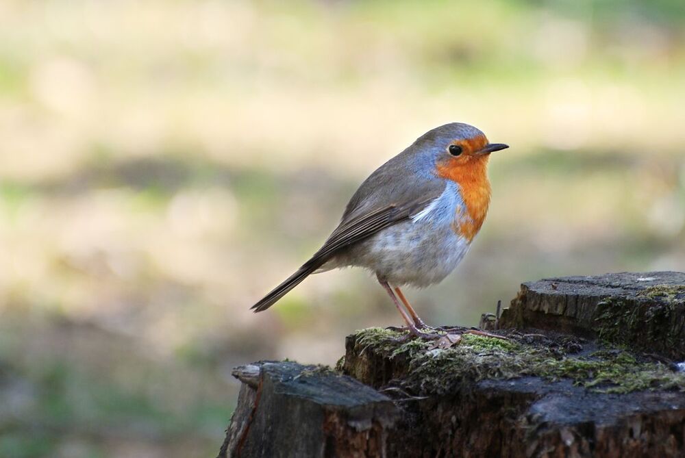 Robins