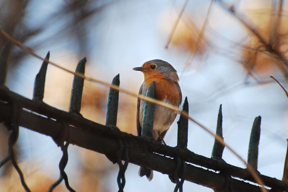 Robins