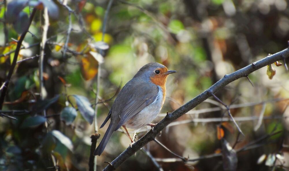 Robins