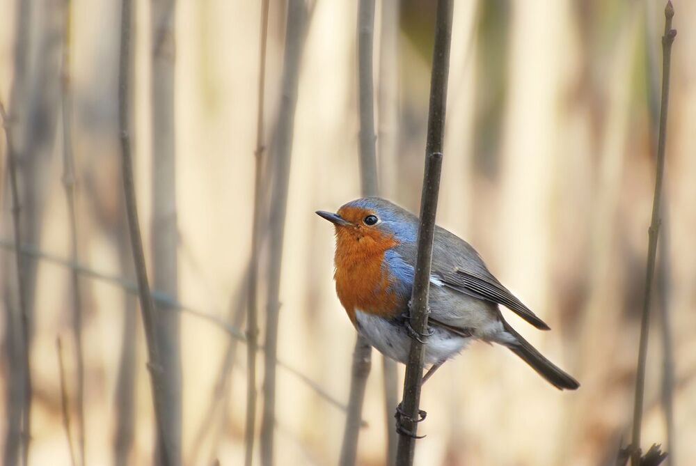 Robins