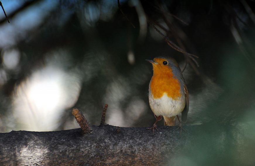 Robins