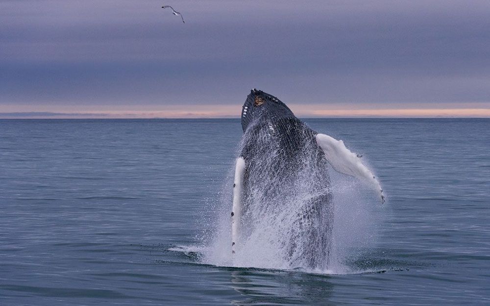 Breaching Whale