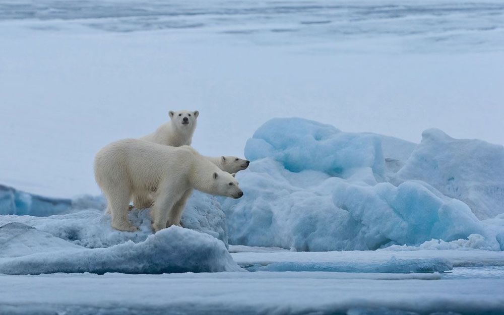 Polar Bears