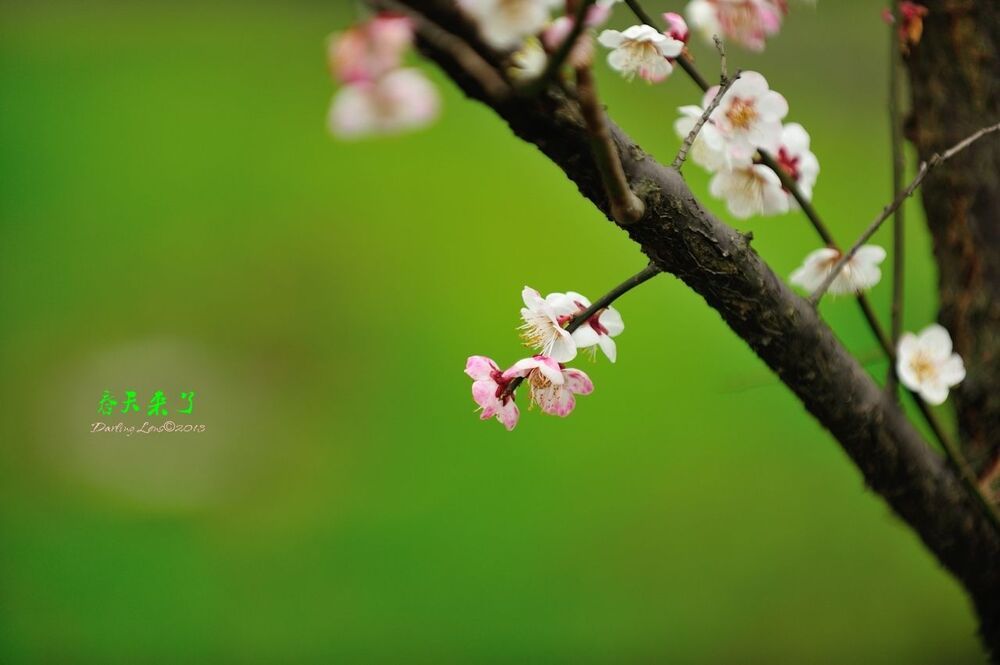 spring