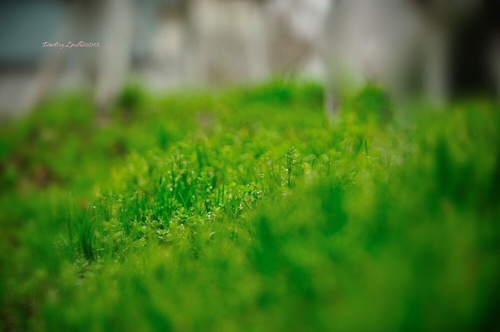 spring