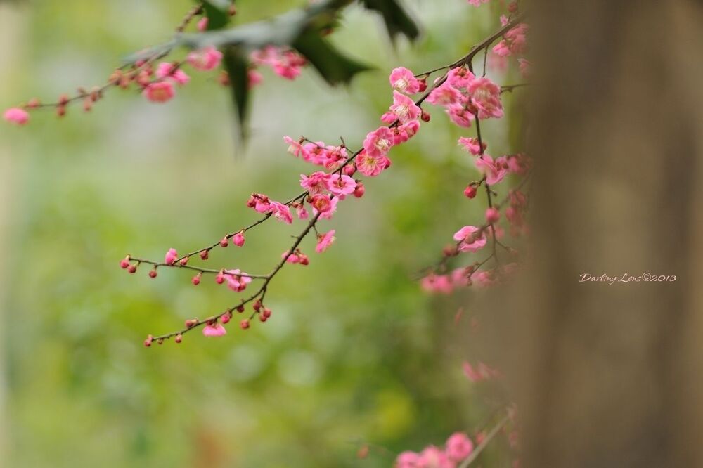 spring