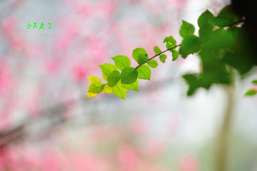 spring