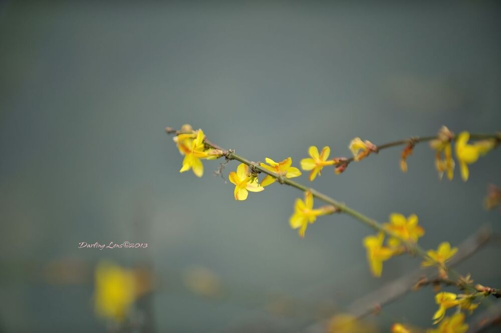 spring