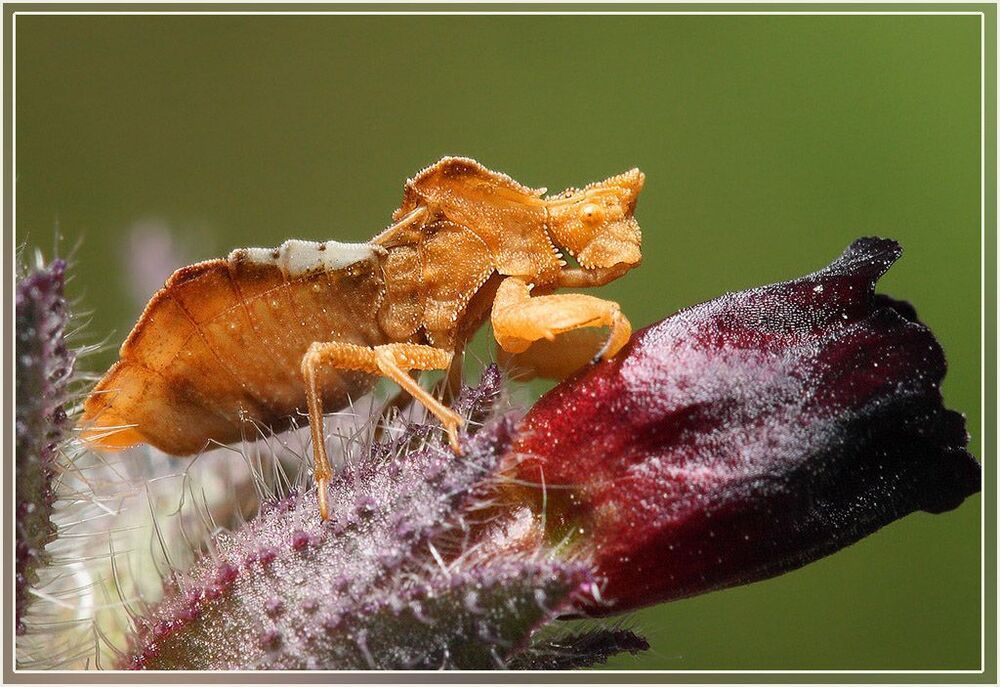Клоп Phymata crassipes