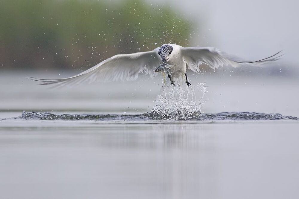 Beauty and grace...