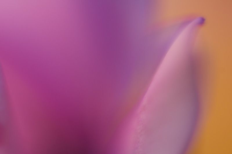 Cyclamen