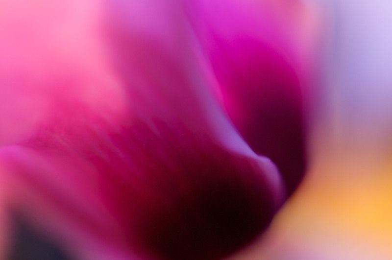 Cyclamen