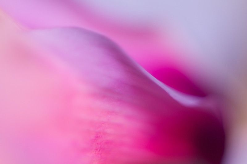 Cyclamen