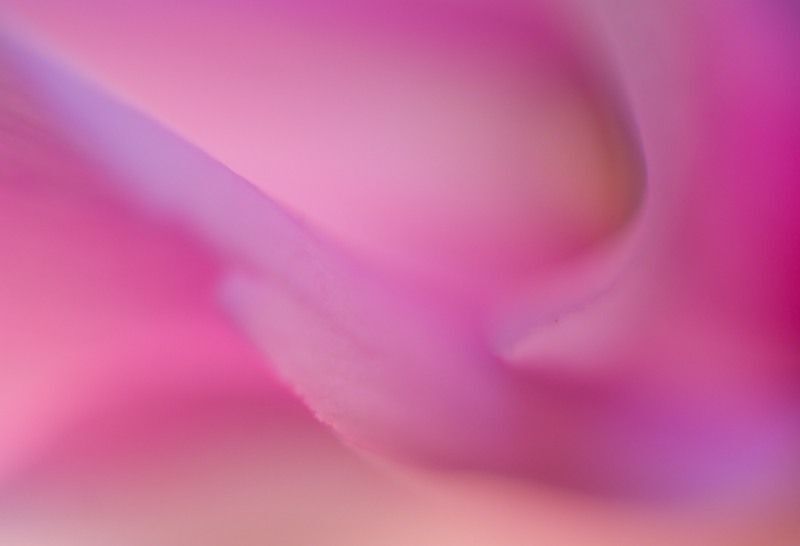 Cyclamen