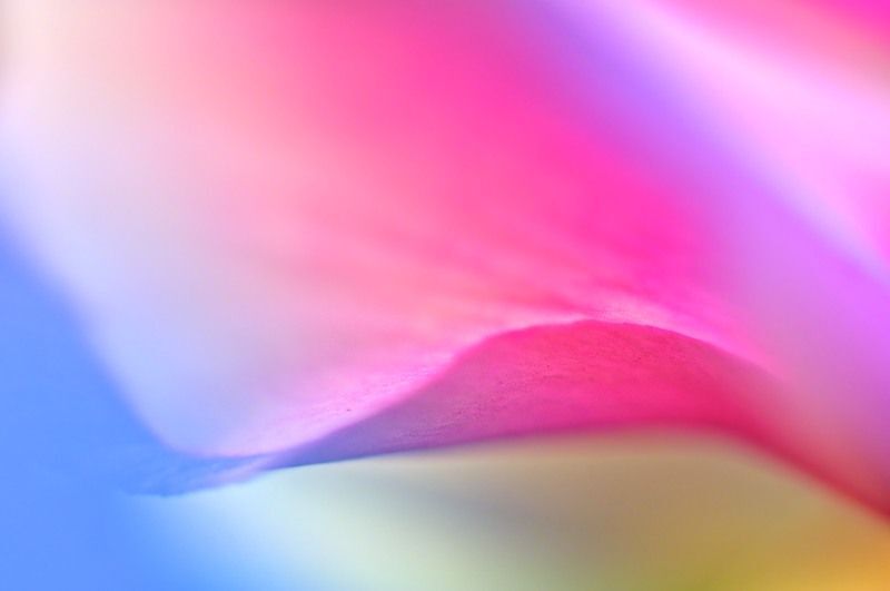 Cyclamen