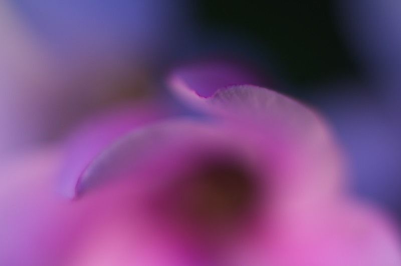 Cyclamen