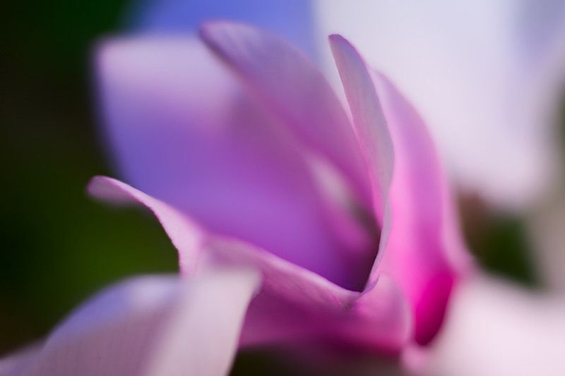 Cyclamen