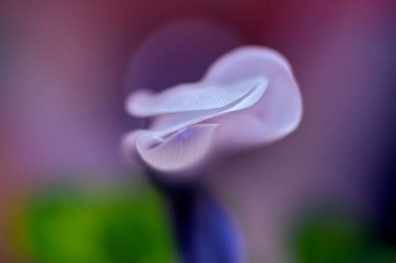 Point G (Cyclamen)