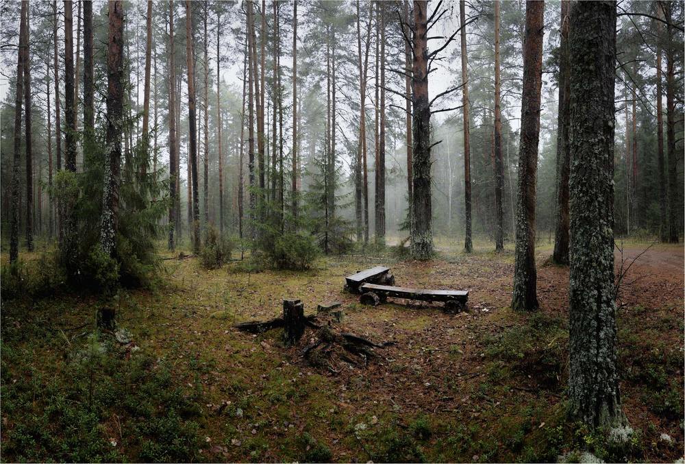 В лесу