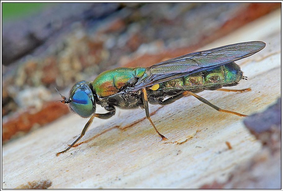 Chloromyia formosa