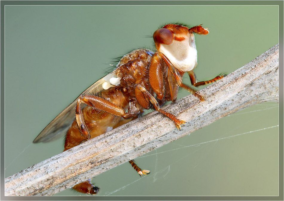 Myopa dorsalis