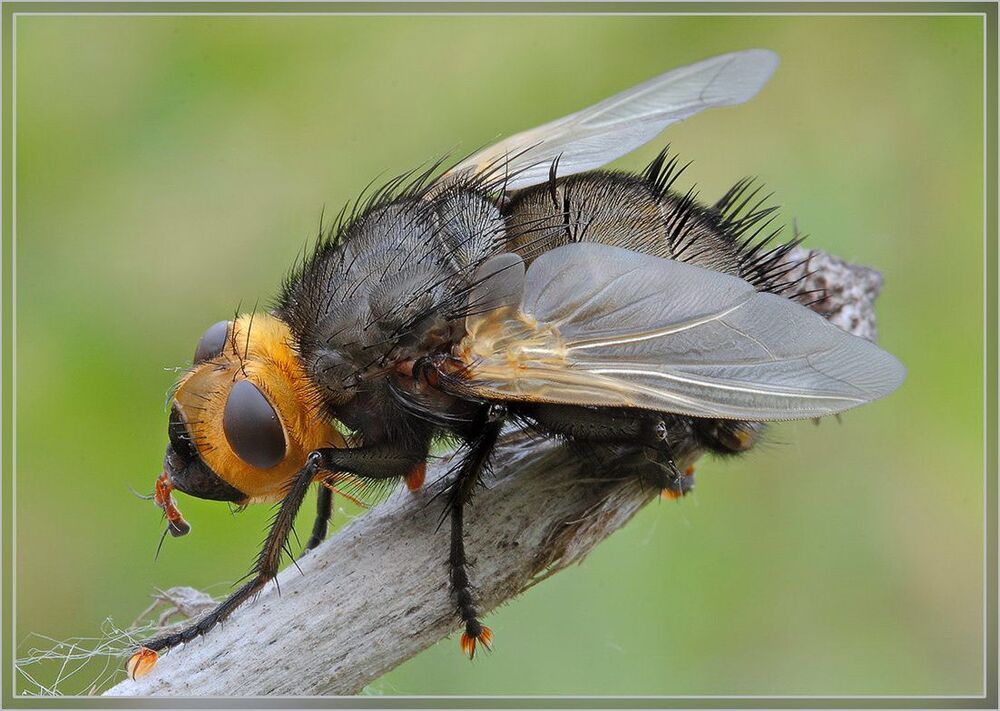 Tachina grossa