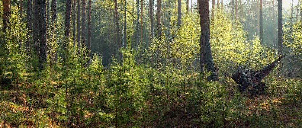 Первая майская, для нас, зелень радует и лучше на просвет, на контажуре....