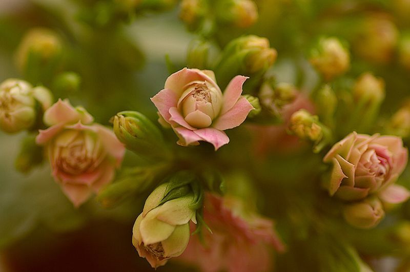 Kalanchoe