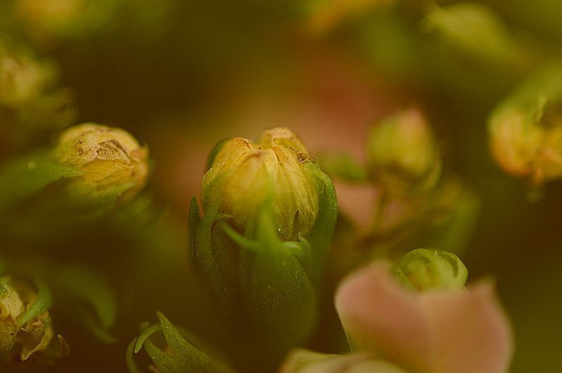 Kalanchoe