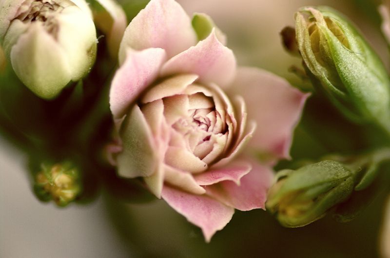 Kalanchoe