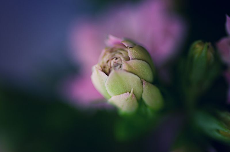 Kalanchoe