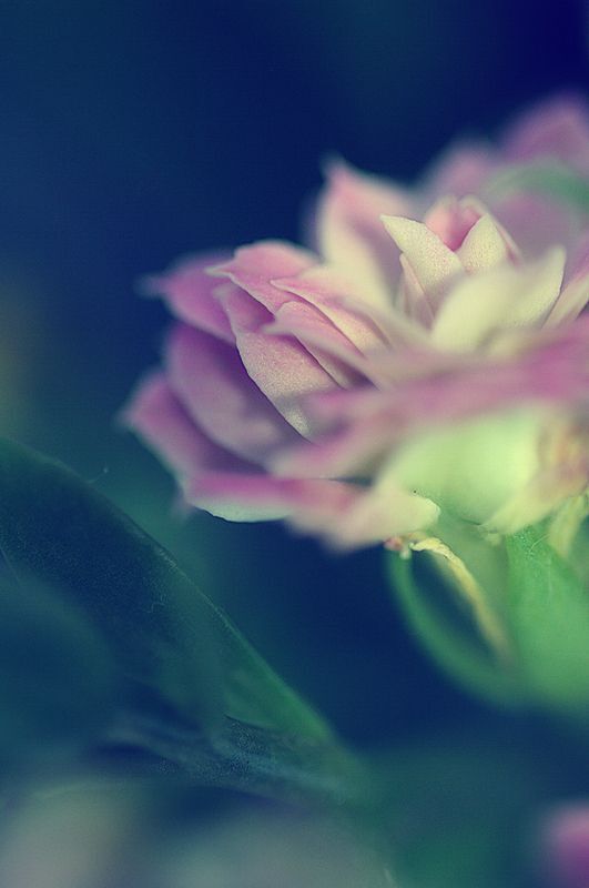 Kalanchoe