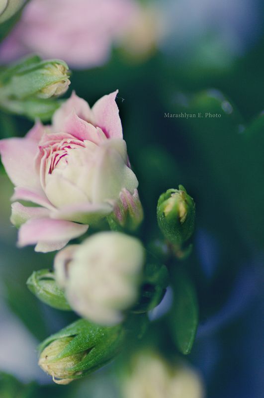 Kalanchoe