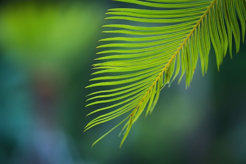 Nature series