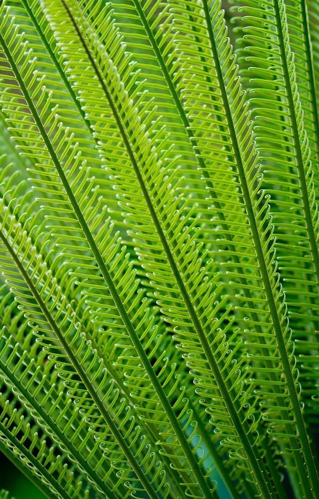Nature series