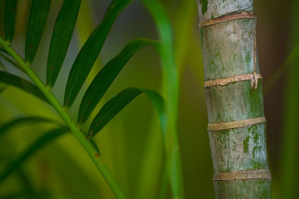 Nature series