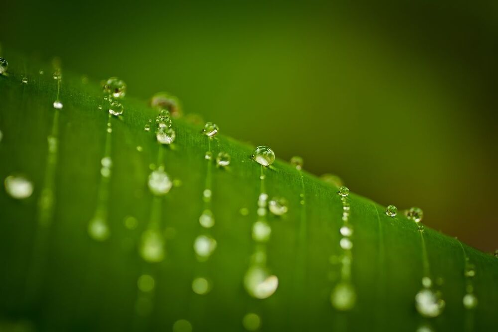 Nature series