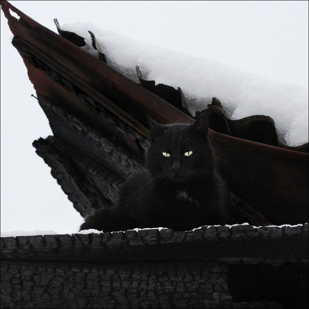 Жил да был чёрный кот