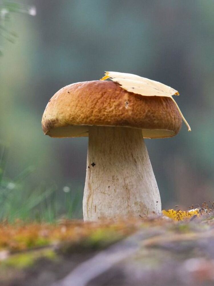 А в лесу лесочке, выросли грибочки!!!