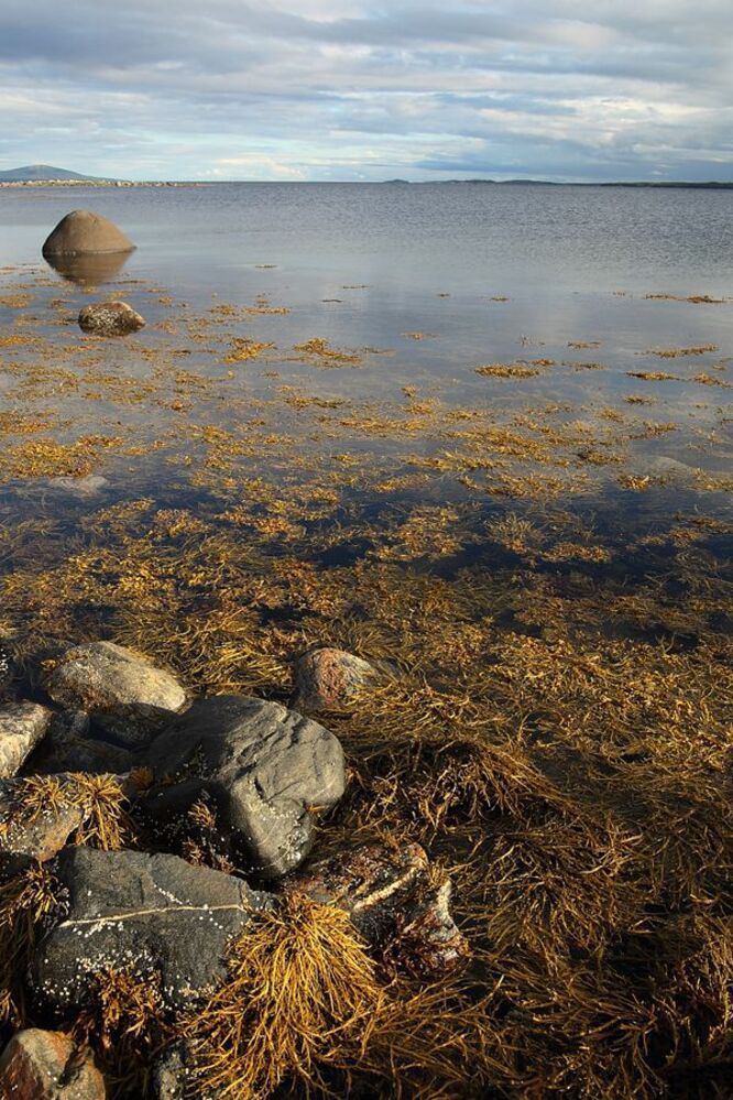 Про Белое море в Кандалакшском заливе