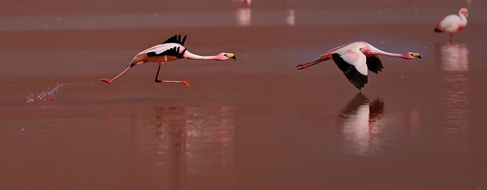 Pink stories