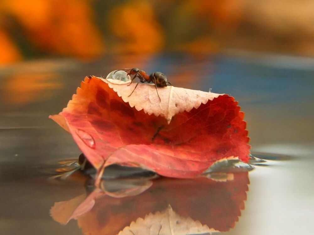 ВОДНЫЙ МИР(Кэвин Костнэр)