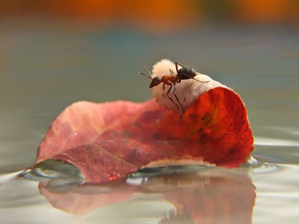 ВОДНЫЙ МИР(Кэвин Костнэр)