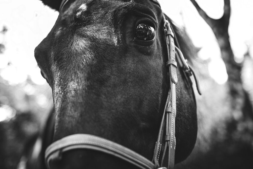 Maria Greis "The horse"