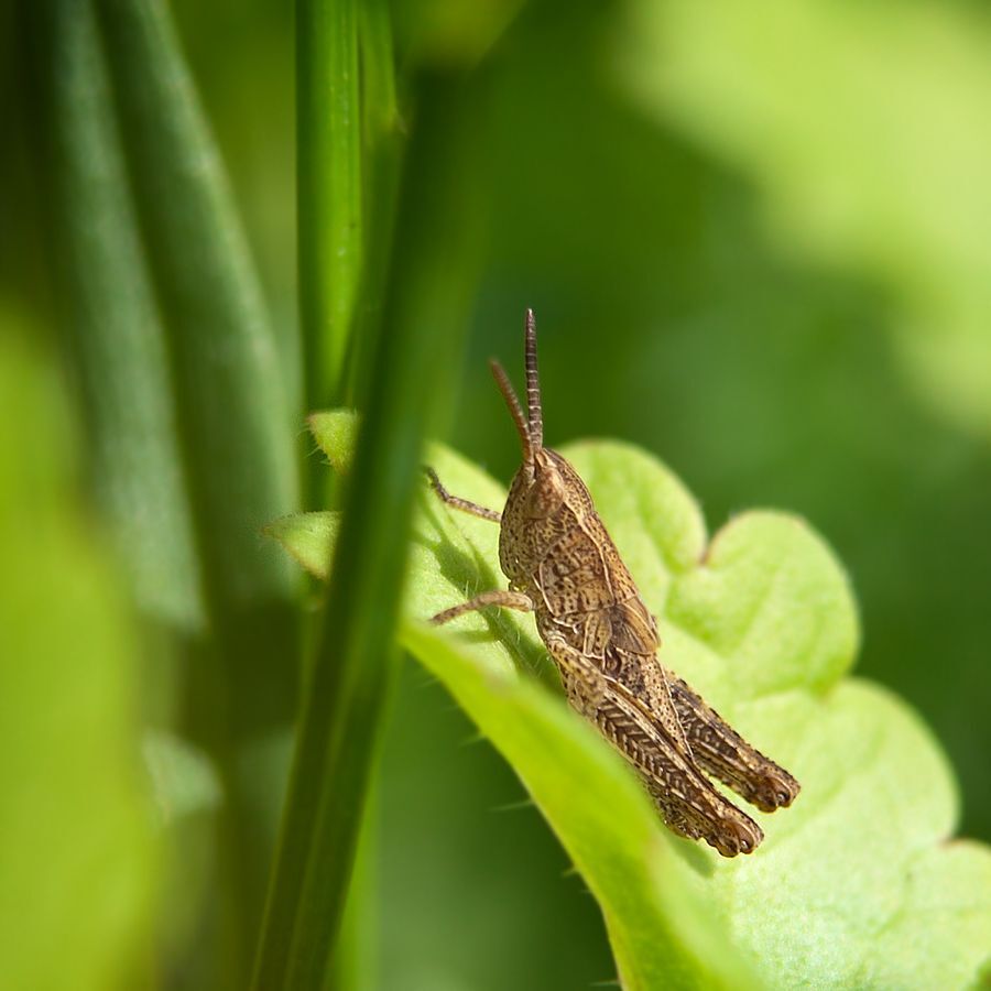 Macro world