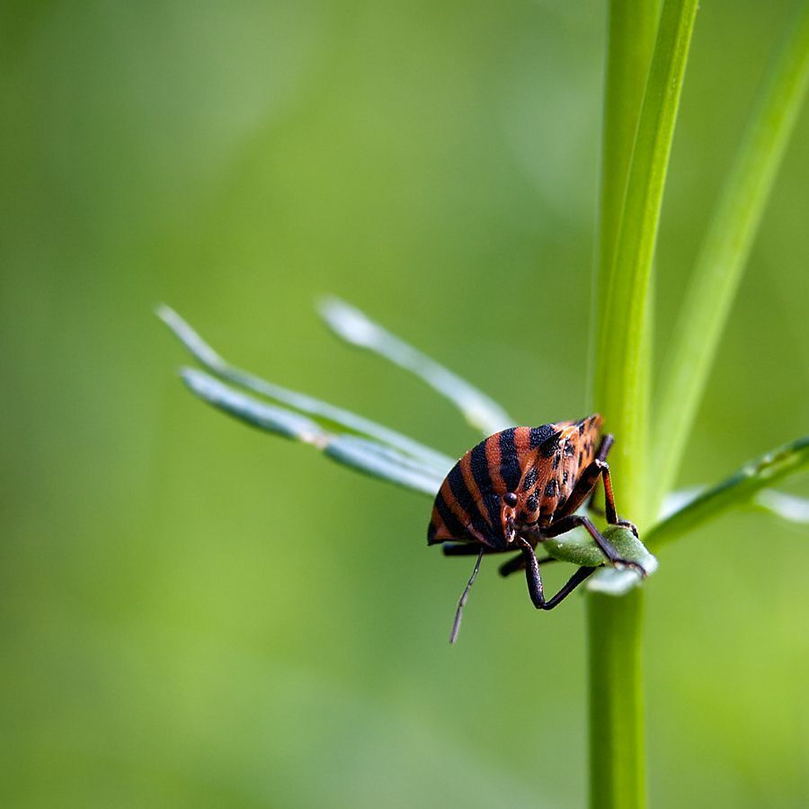 Macro world