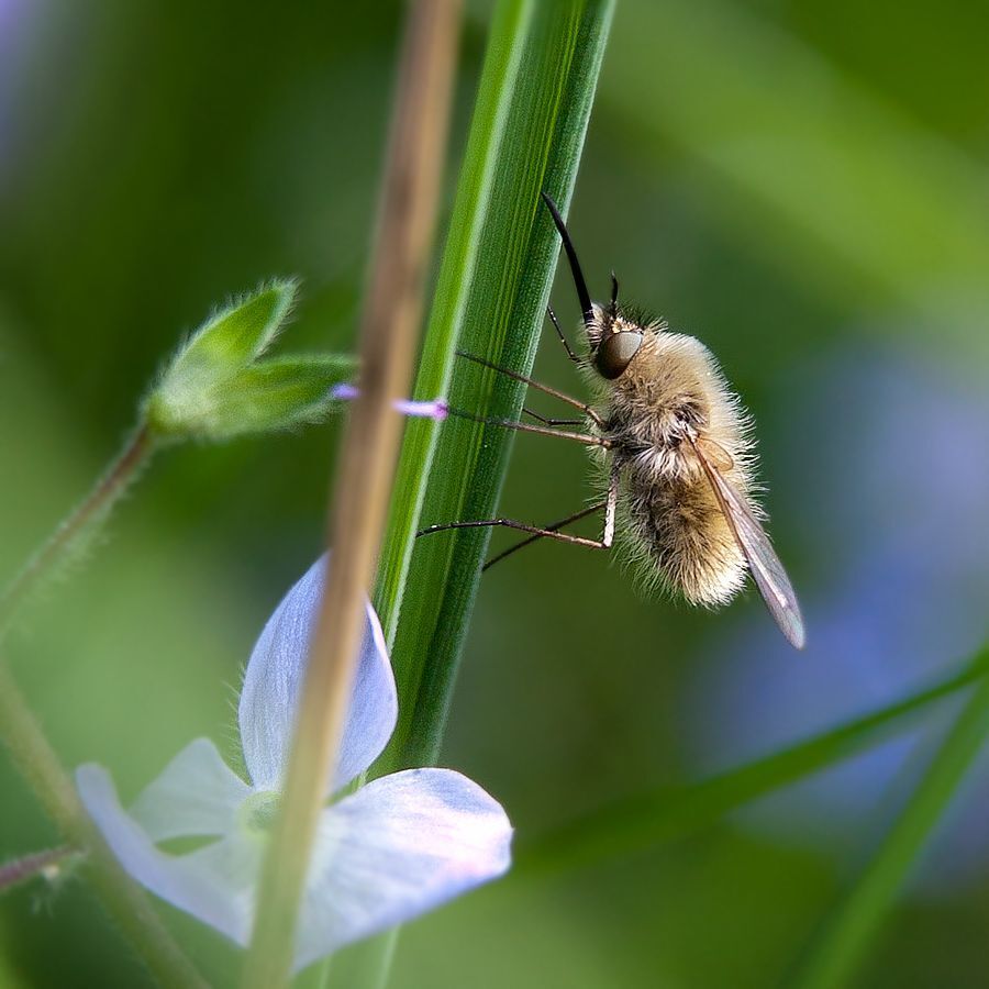 Macro world
