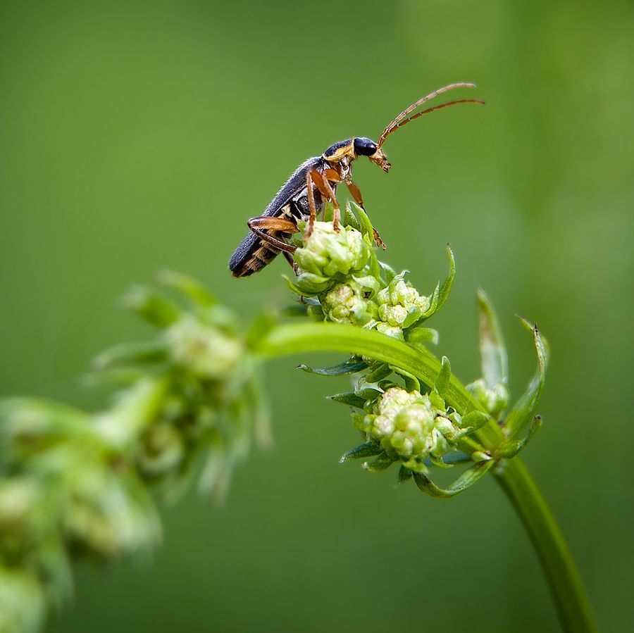Macro world